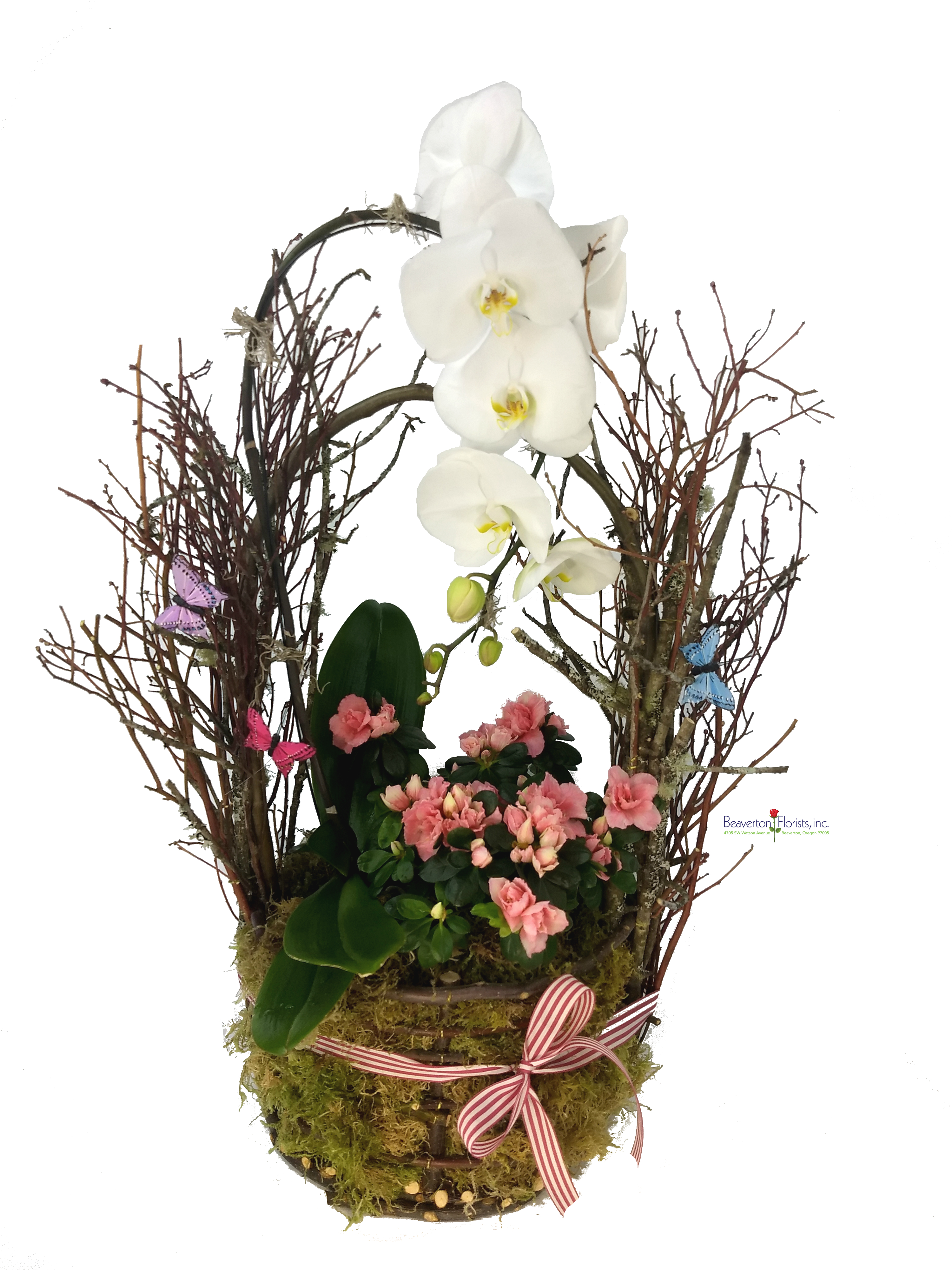 Orchid Basket Forest As Shown