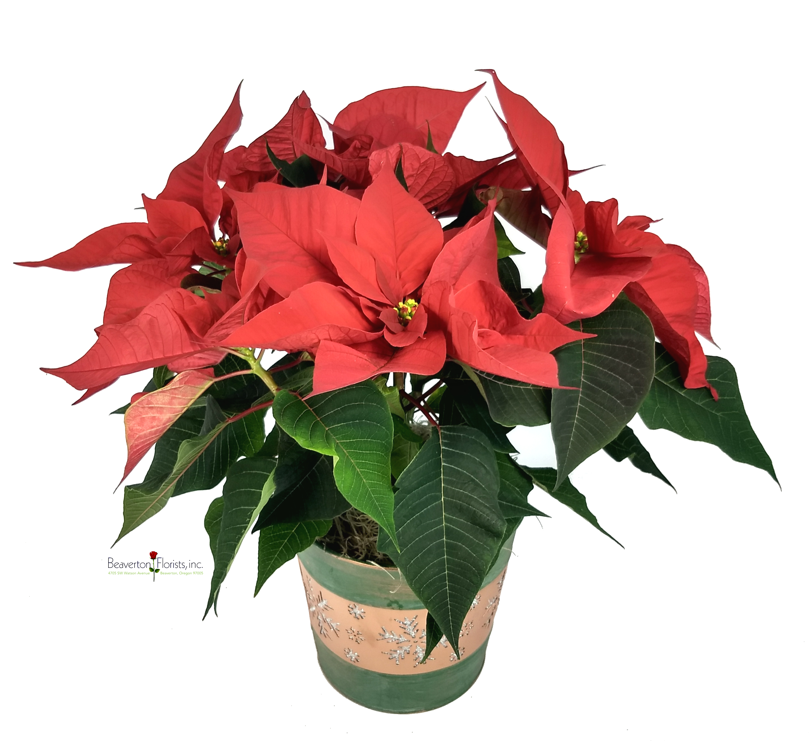 Florist Grade Poinsettia As Shown