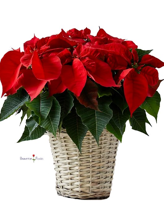 POINTSETTIA DELUXE As Shown