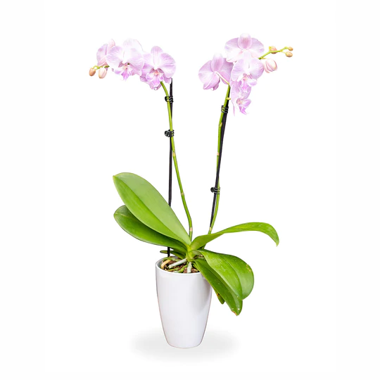 MD ORCHID PLANT PETITE As Shown