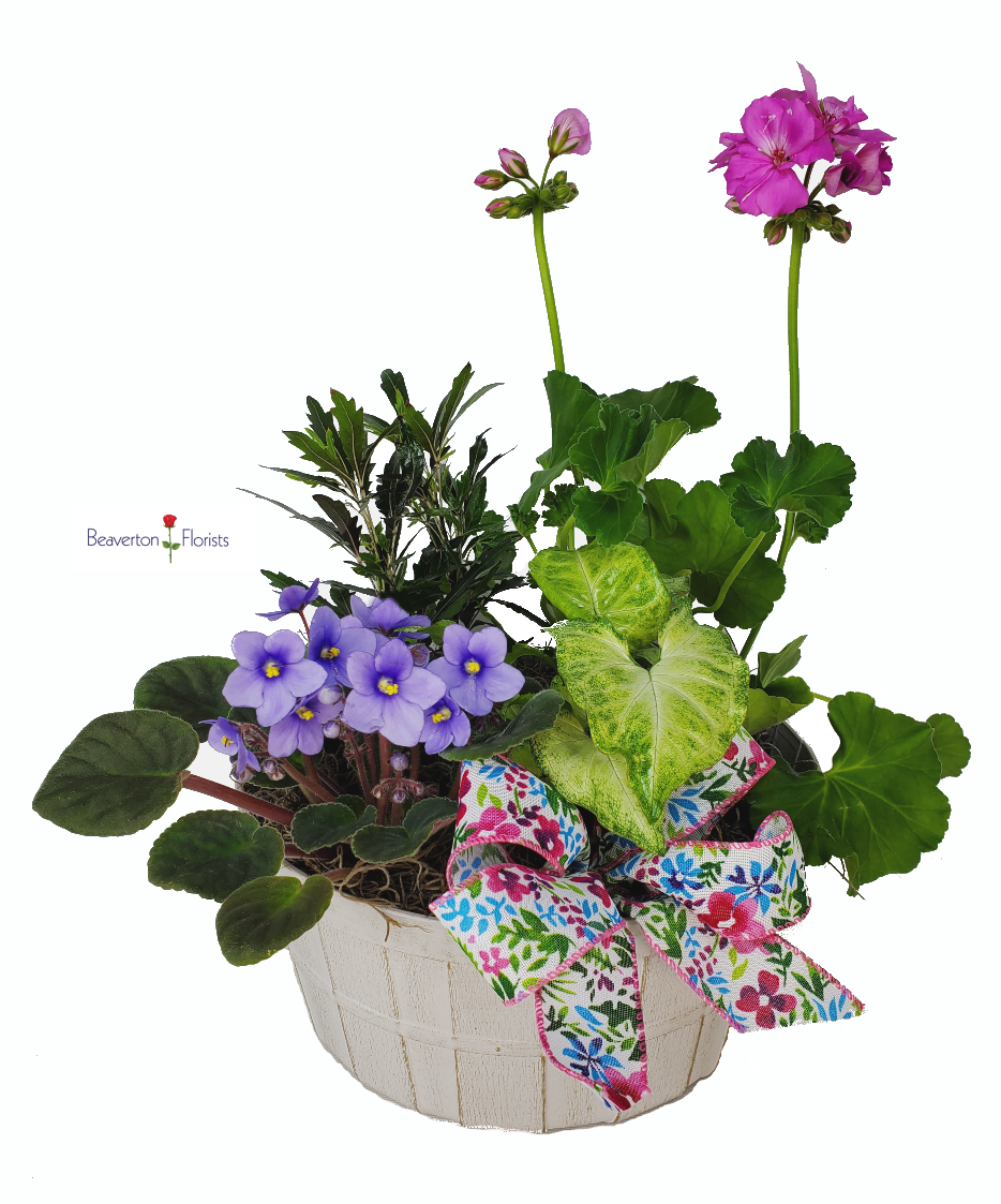 PLANTER MD22 As Shown