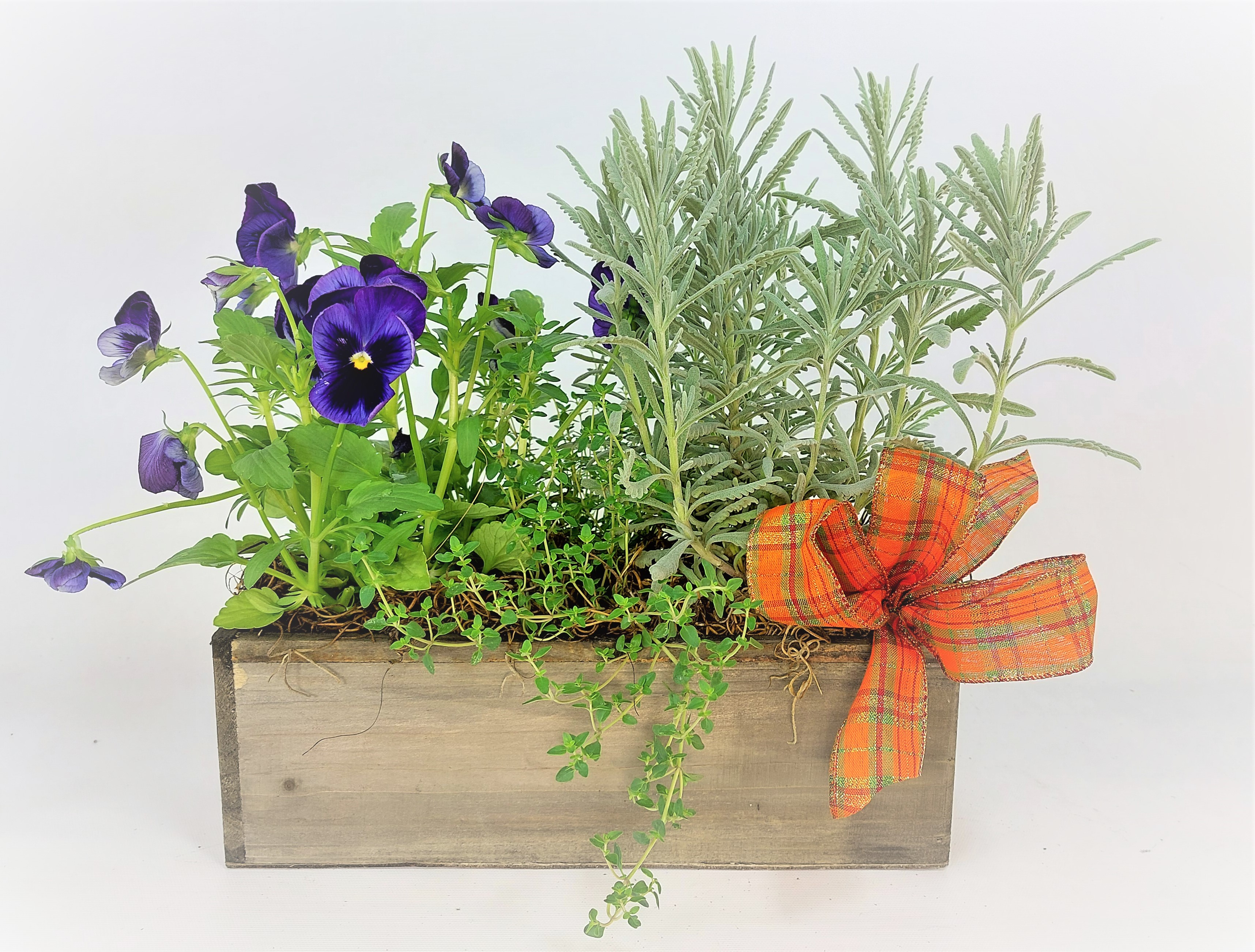 Herb Melody Planter As Shown