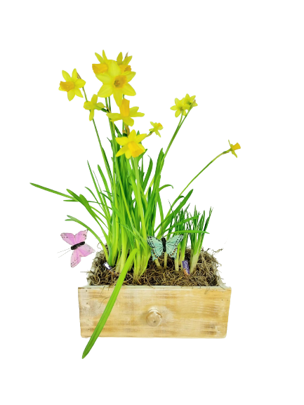 Spring Bulb Box As Shown