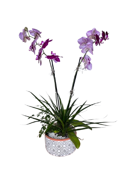 Black Label Orchid Planter Purple As Shown