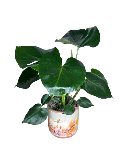 Monstera Deliciosa in Pumpkin As Shown