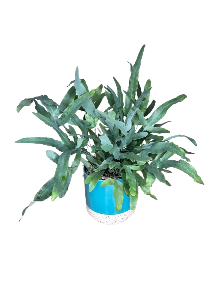 Blue Star Fern in Blue As Shown