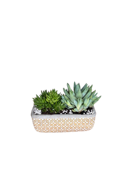 Succulent Garden - Haven As Shown