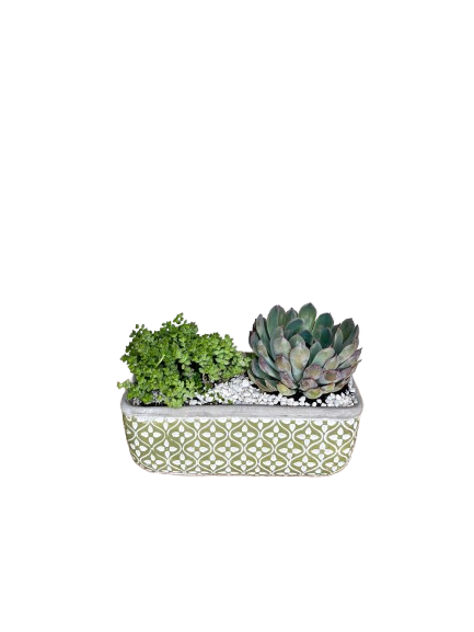 Succulent Garden - Agate As Shown