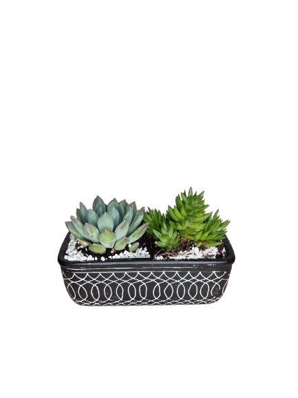 Succulent Garden - Onyx As Shown