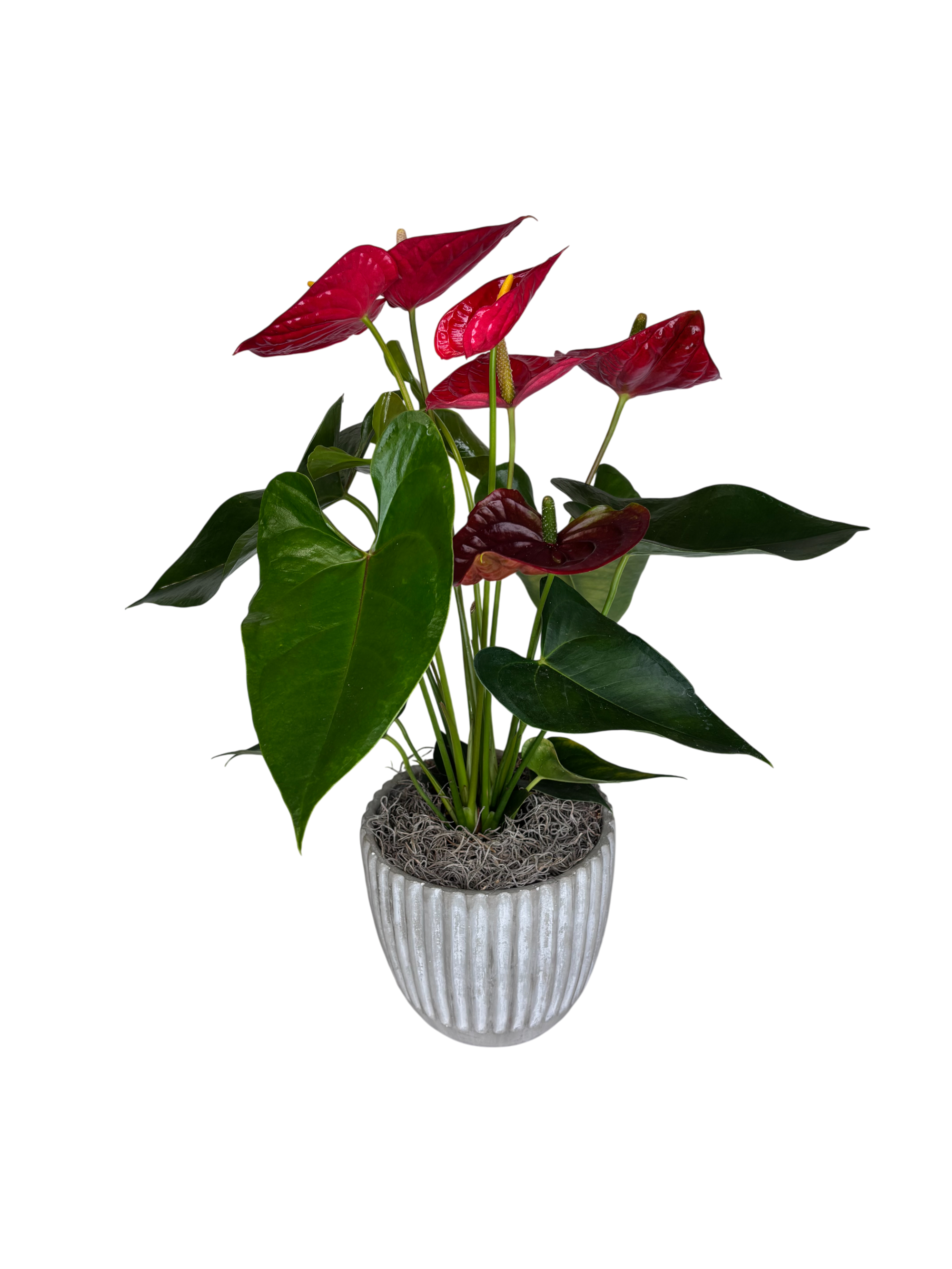 Red Anthurium in Grey As Shown