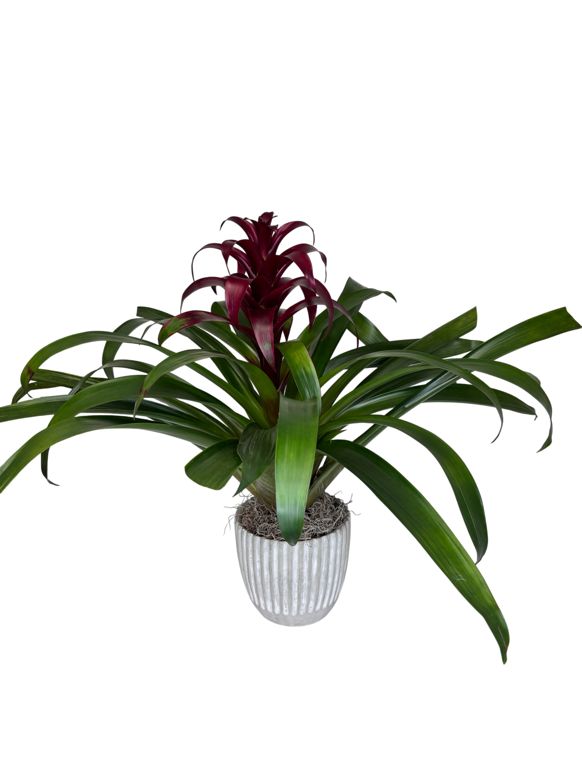 Burgundy Bromeliad in Grey As Shown