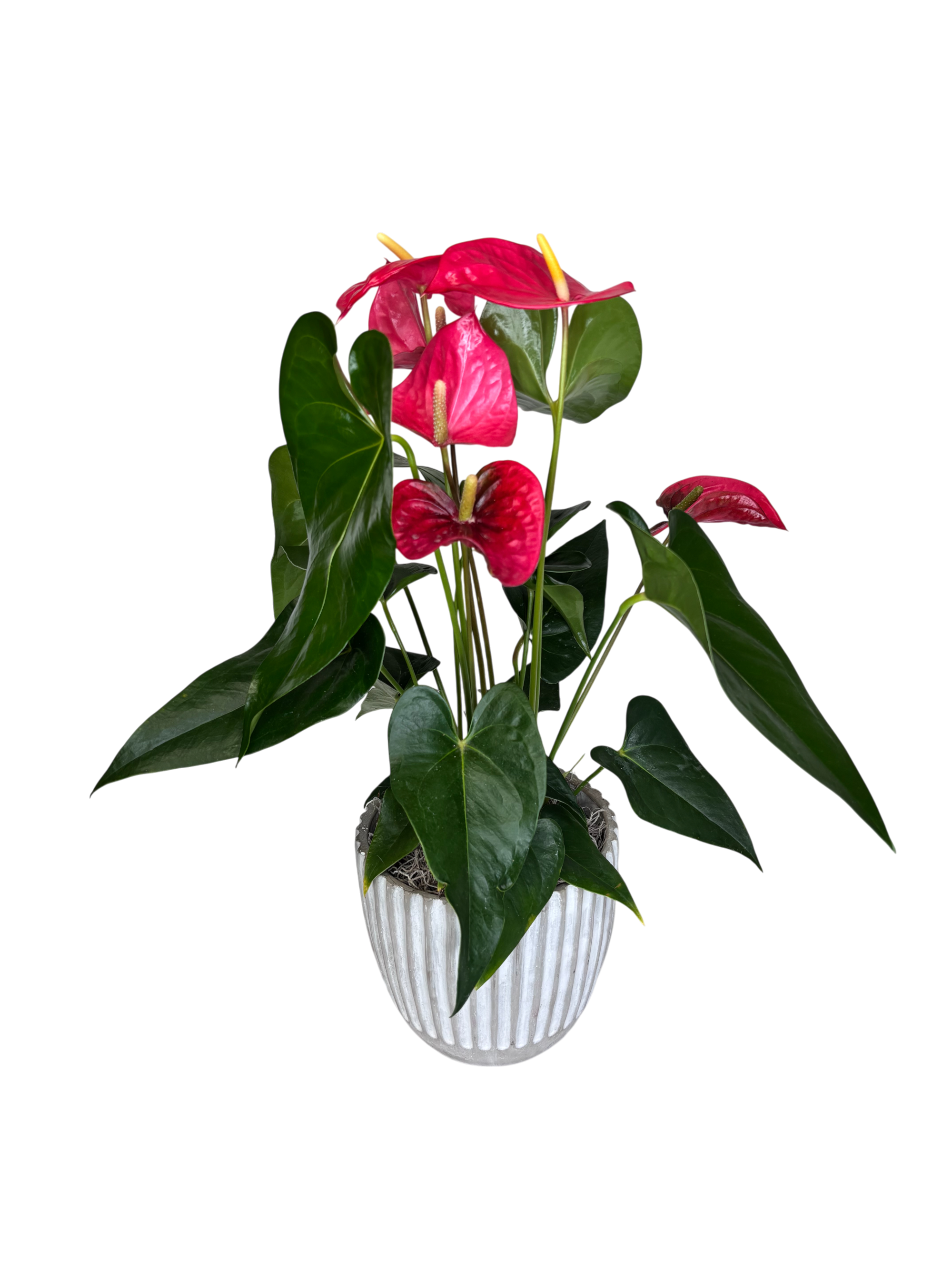 Light Red Anthurium in Grey As Shown