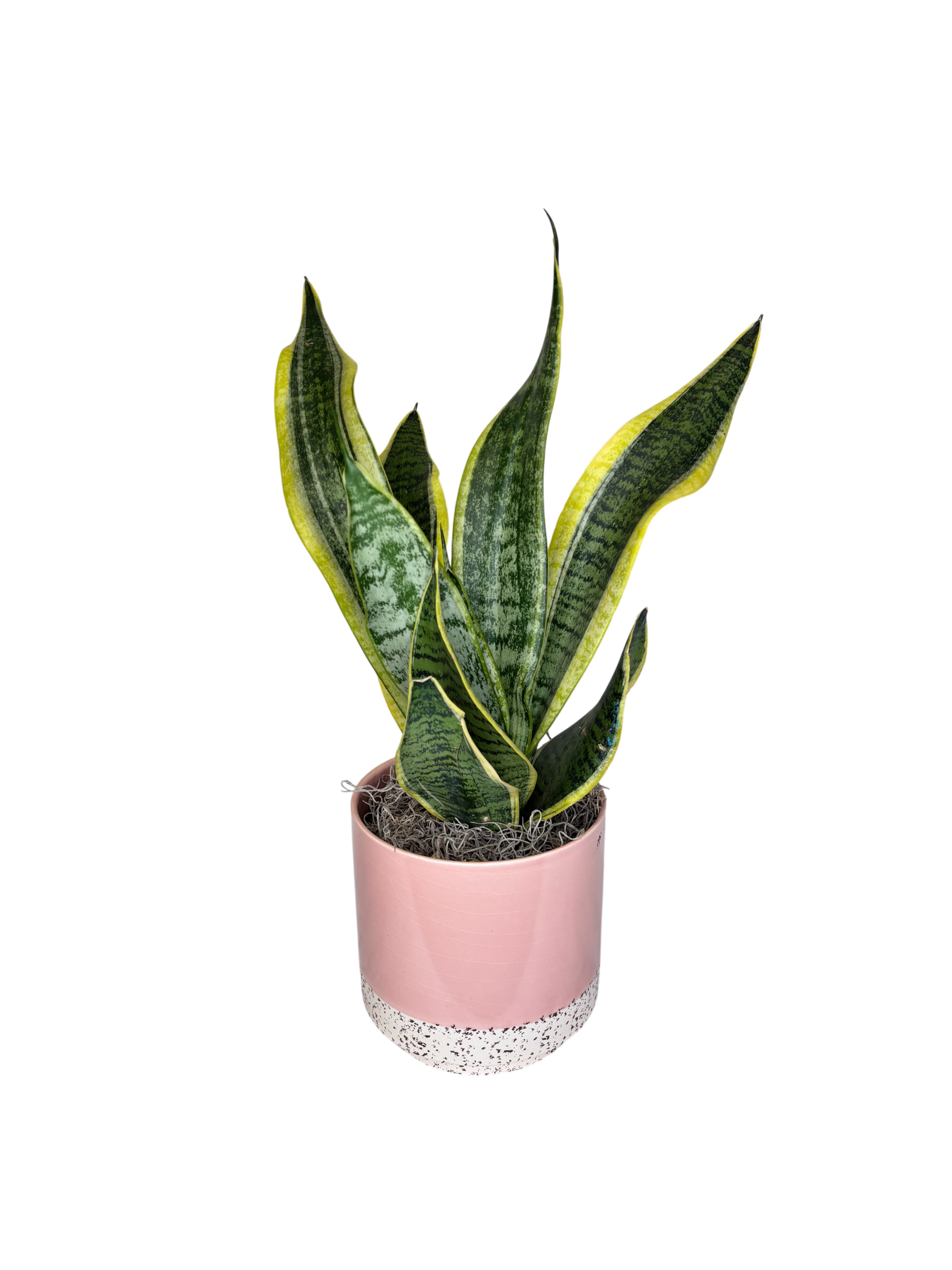 Snake in Ballet Pink As Shown