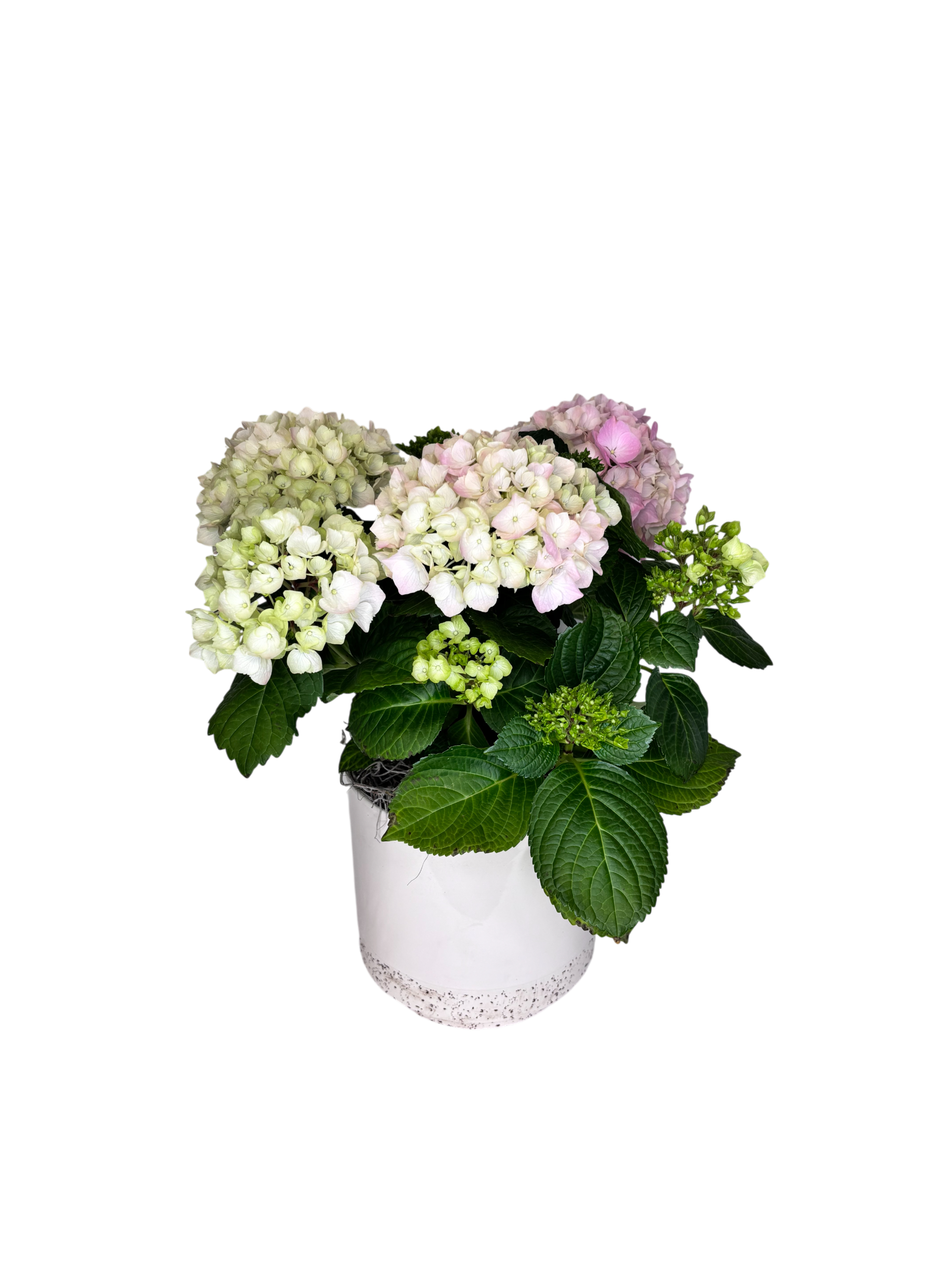 Pink Hydrangea in White As Shown