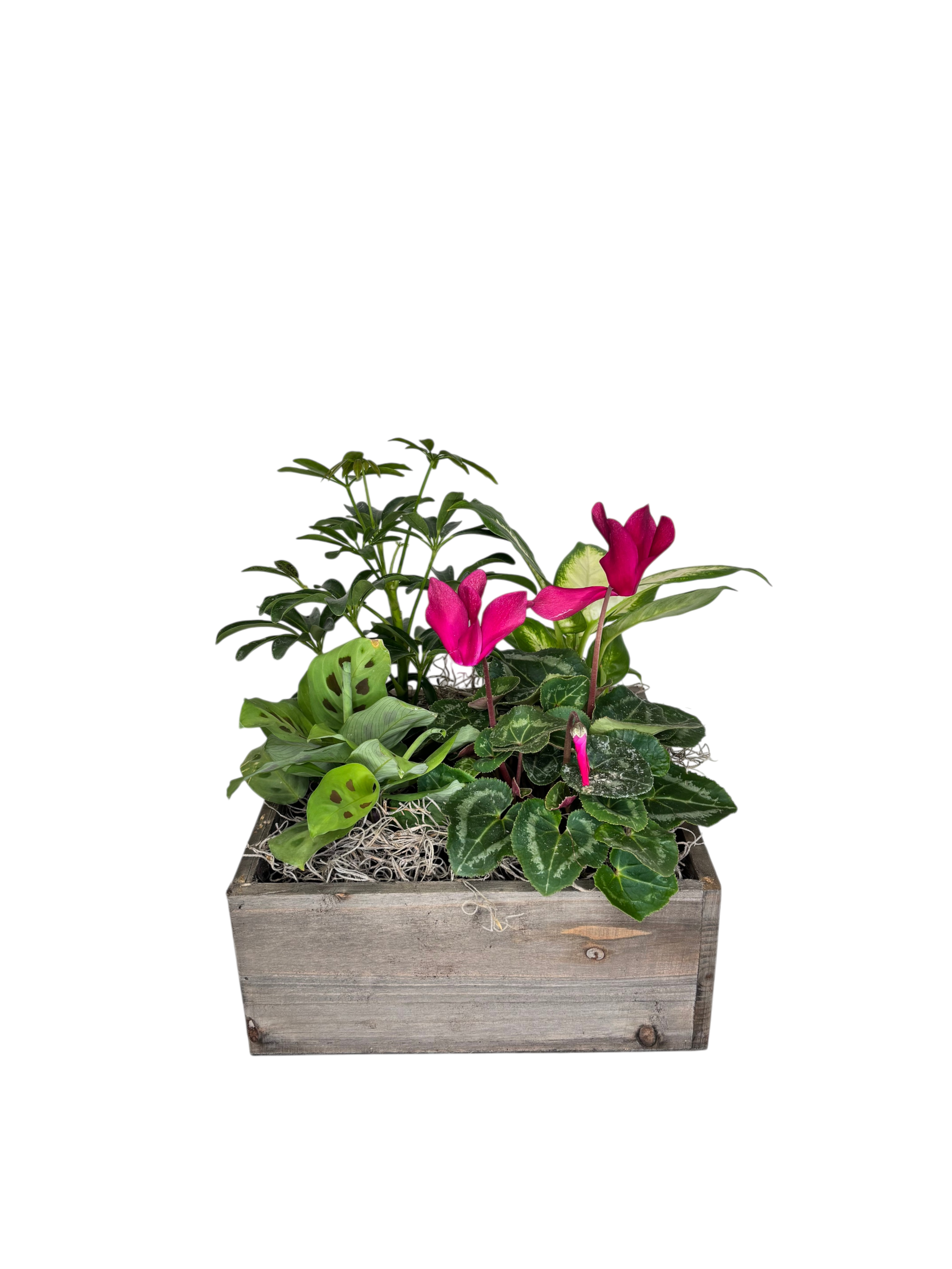 4 Square - Willa As Shown