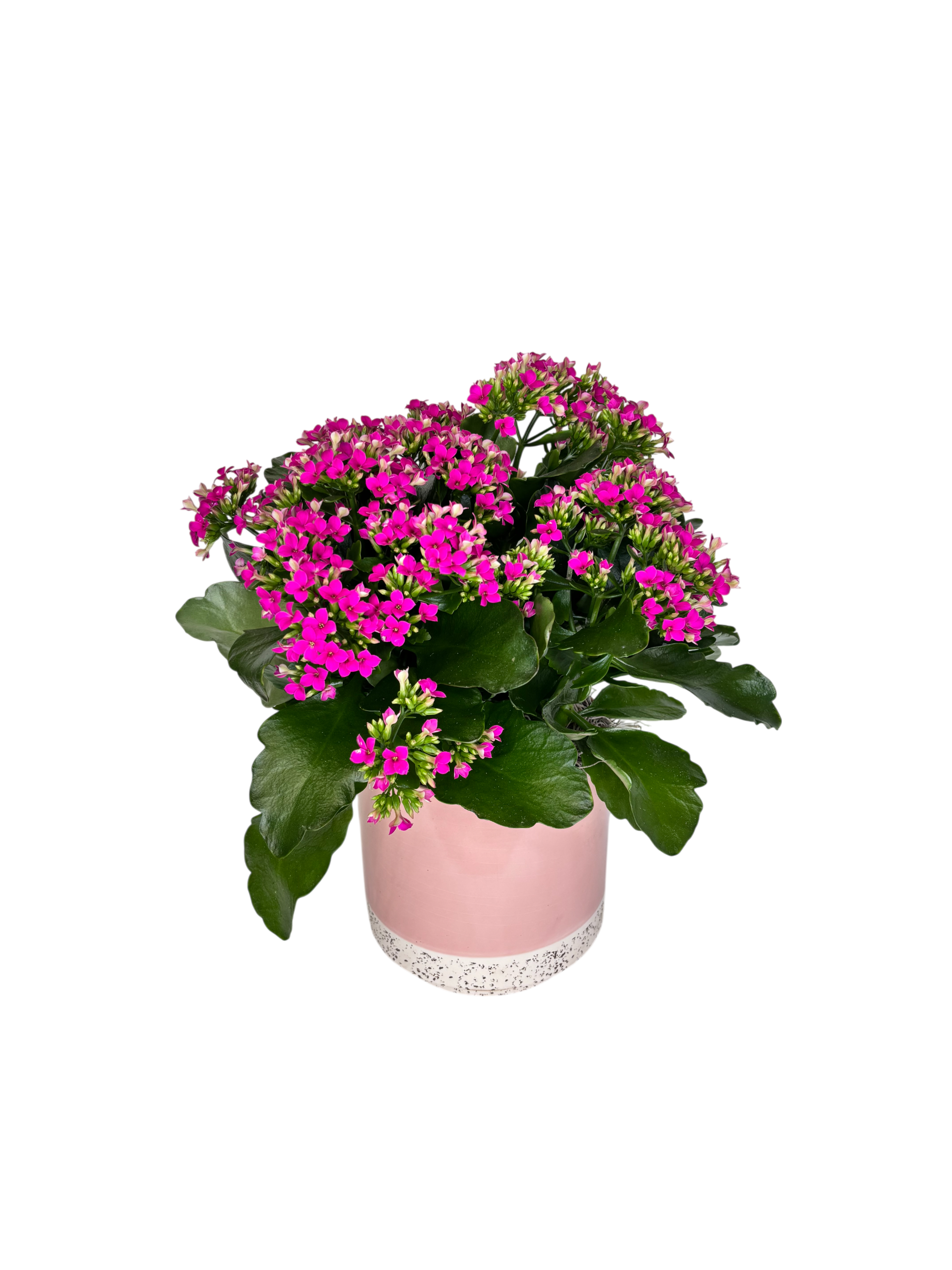Fuchsia Kalanchoe in Ballet Pink As Shown