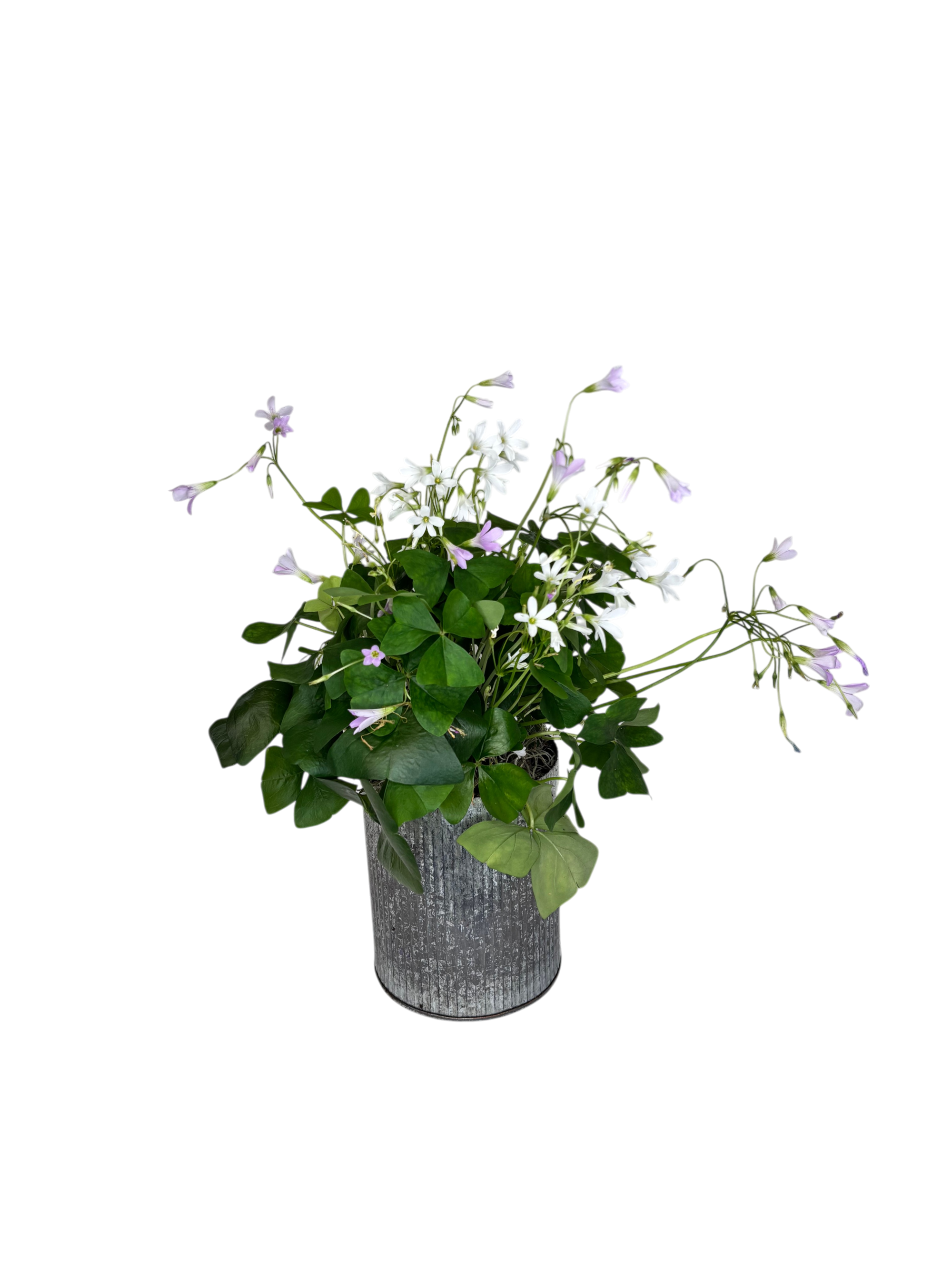 Lucky Shamrock in Silver As Shown