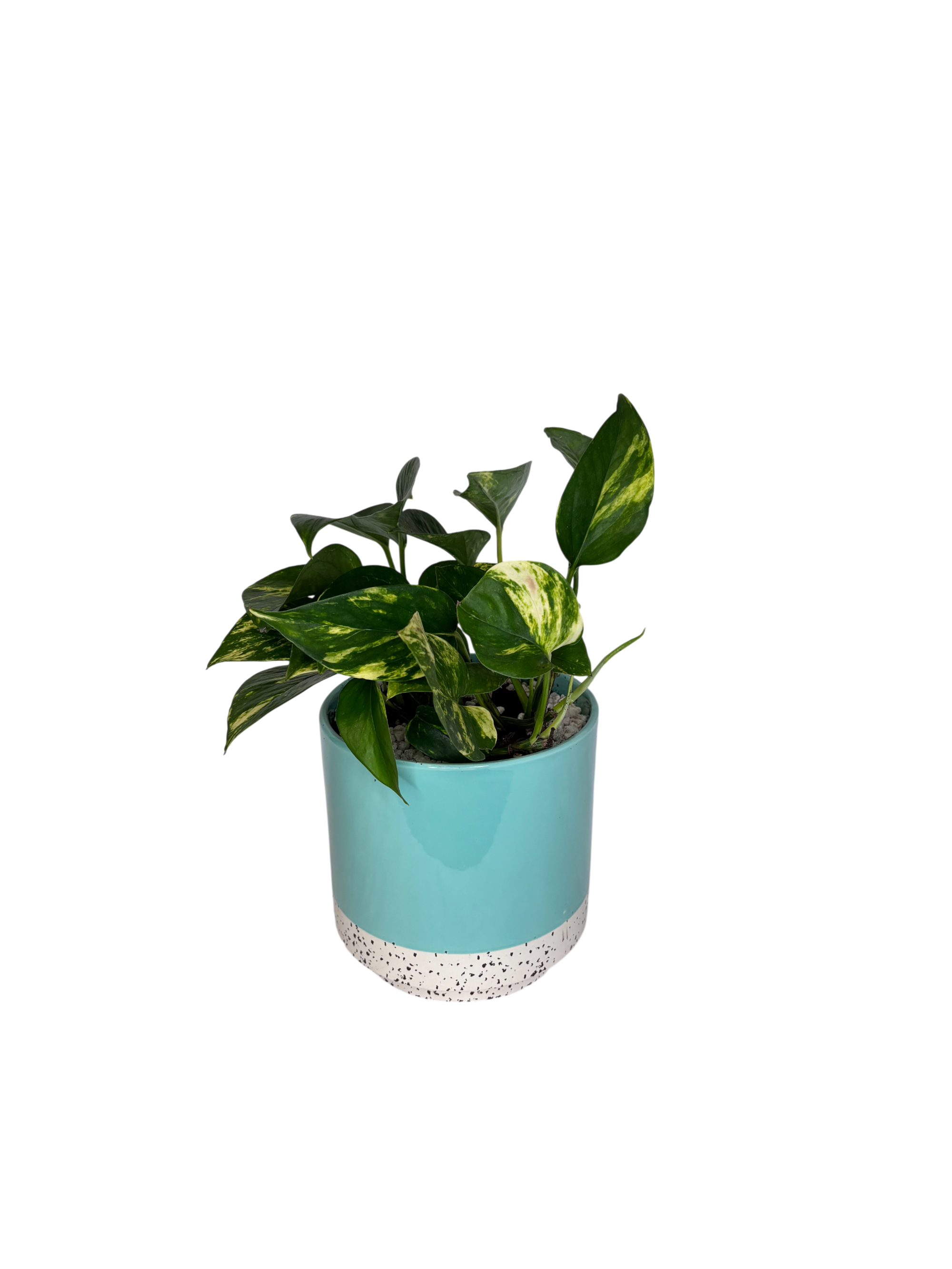 Pothos in Blue Green As Shown