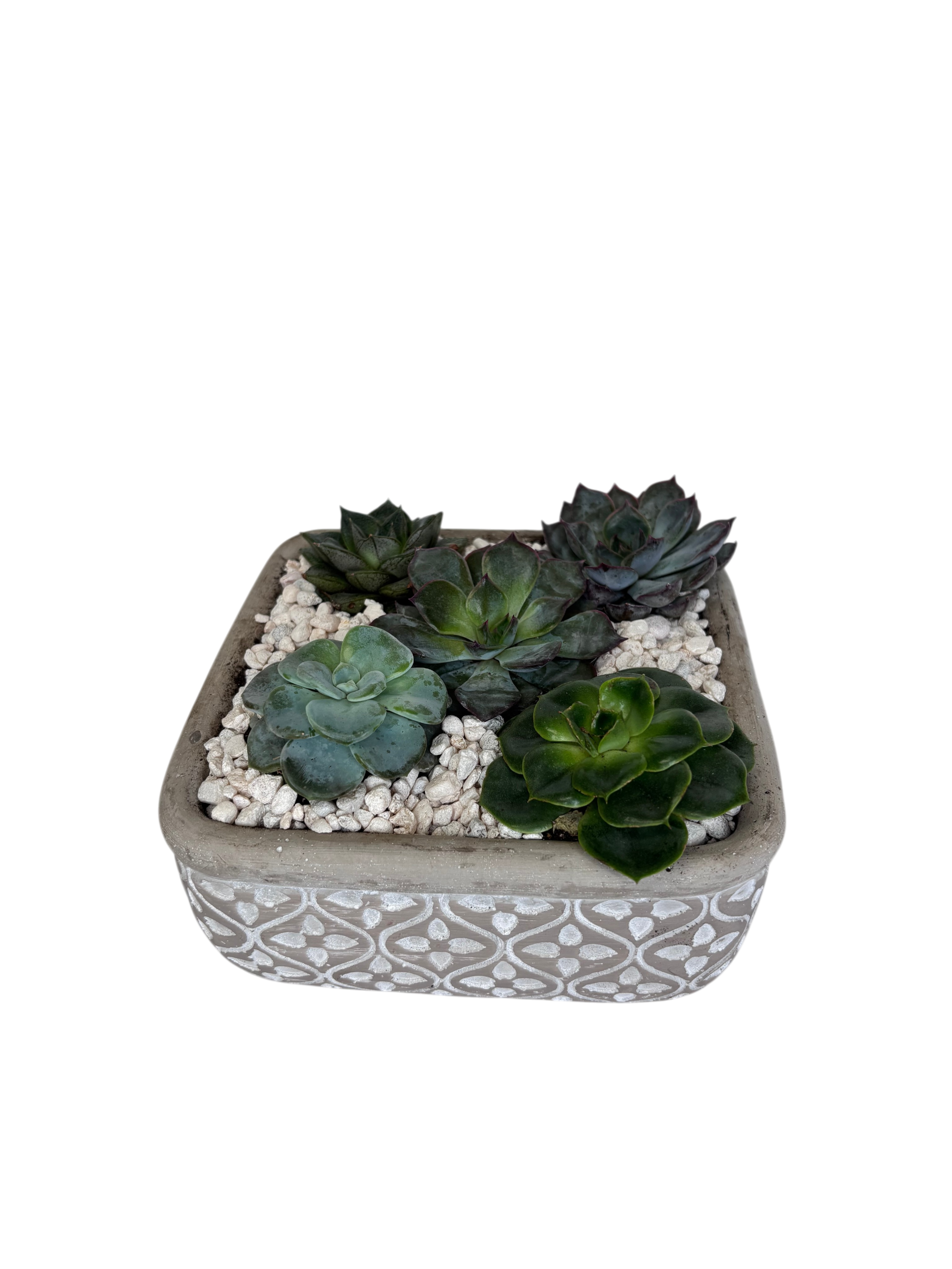 Succulent Garden - Ivy As Shown