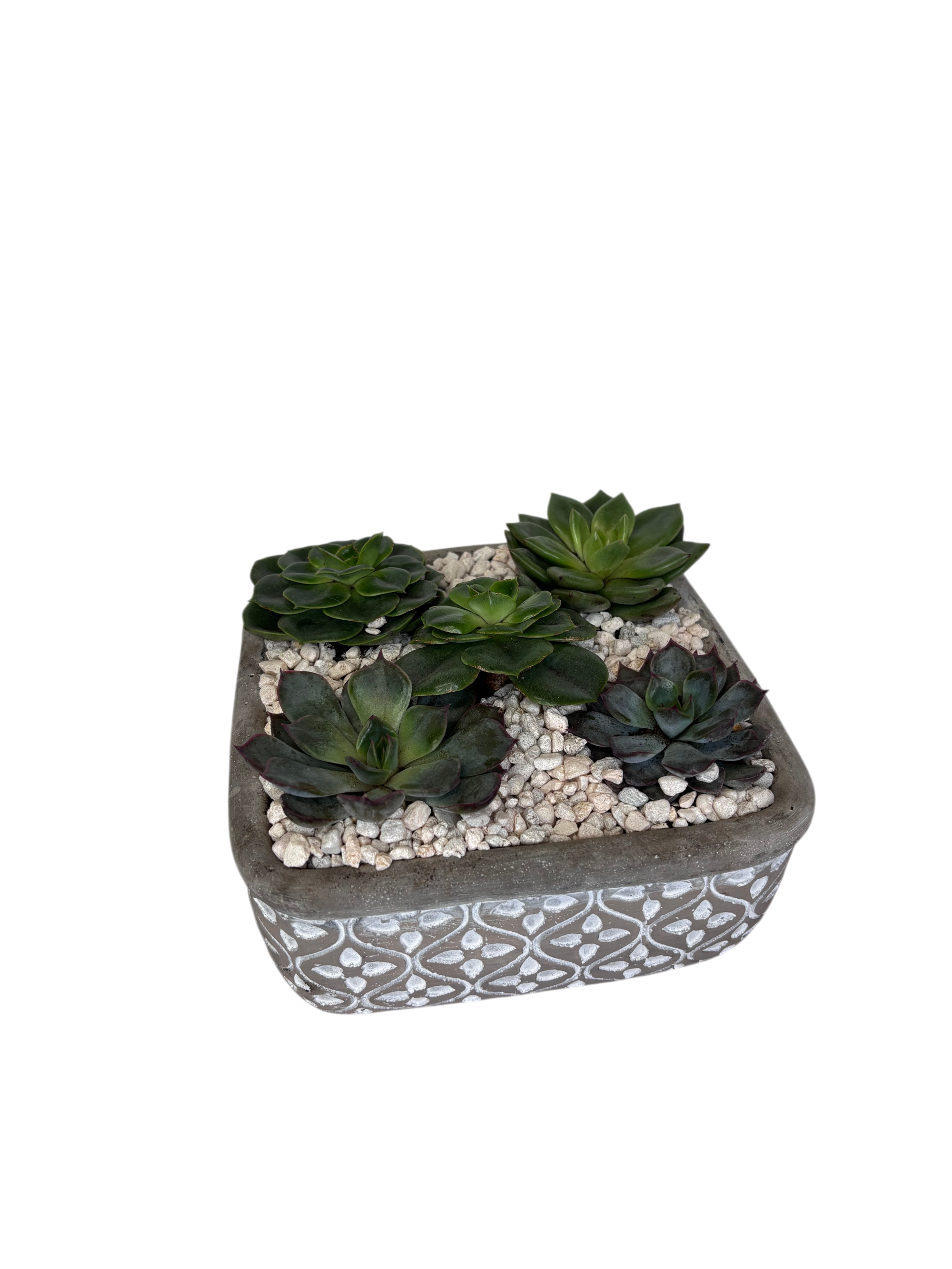 Succulent Garden - Fawna As Shown
