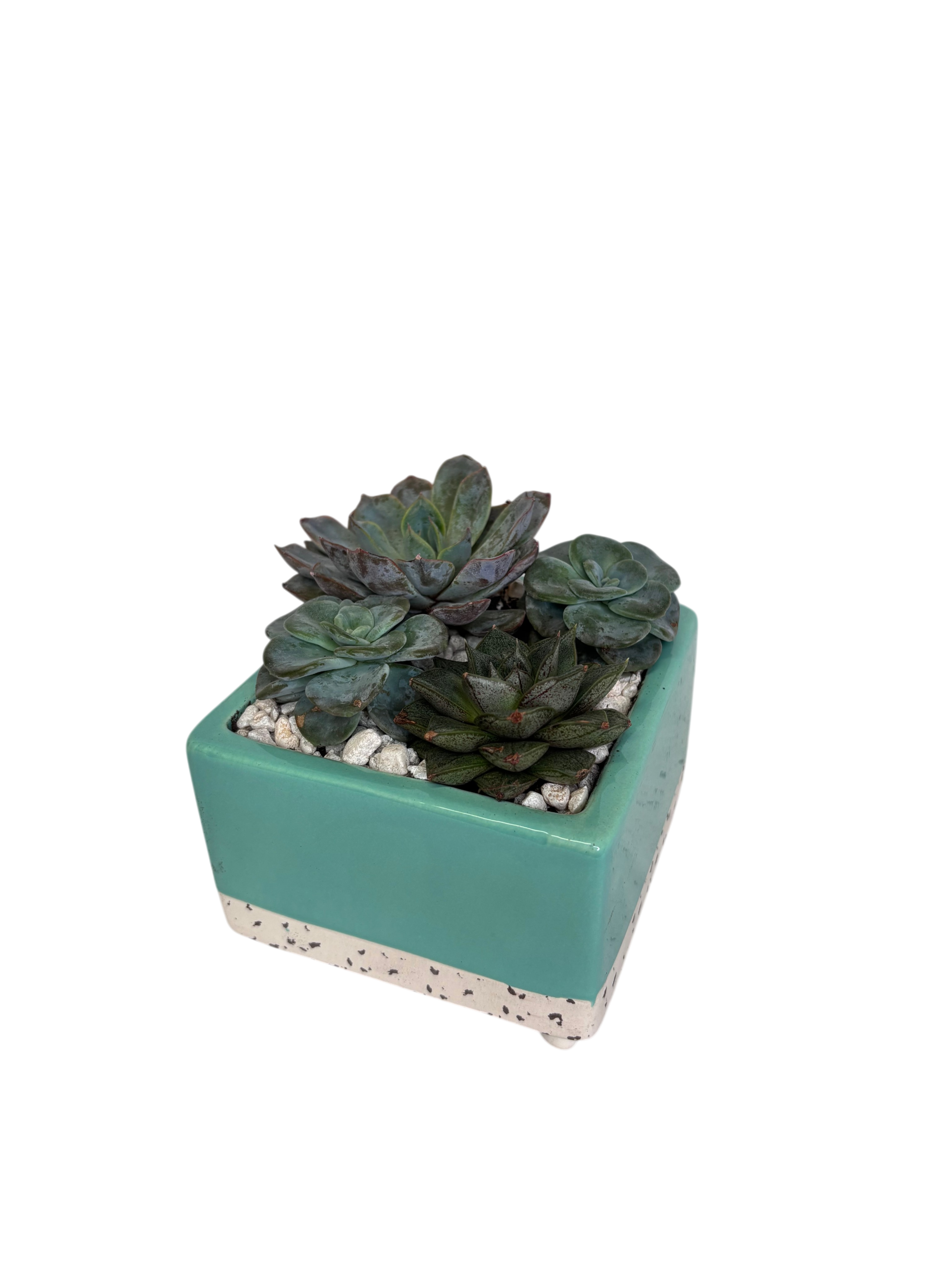 Petite Succulent in Blue Green As Shown