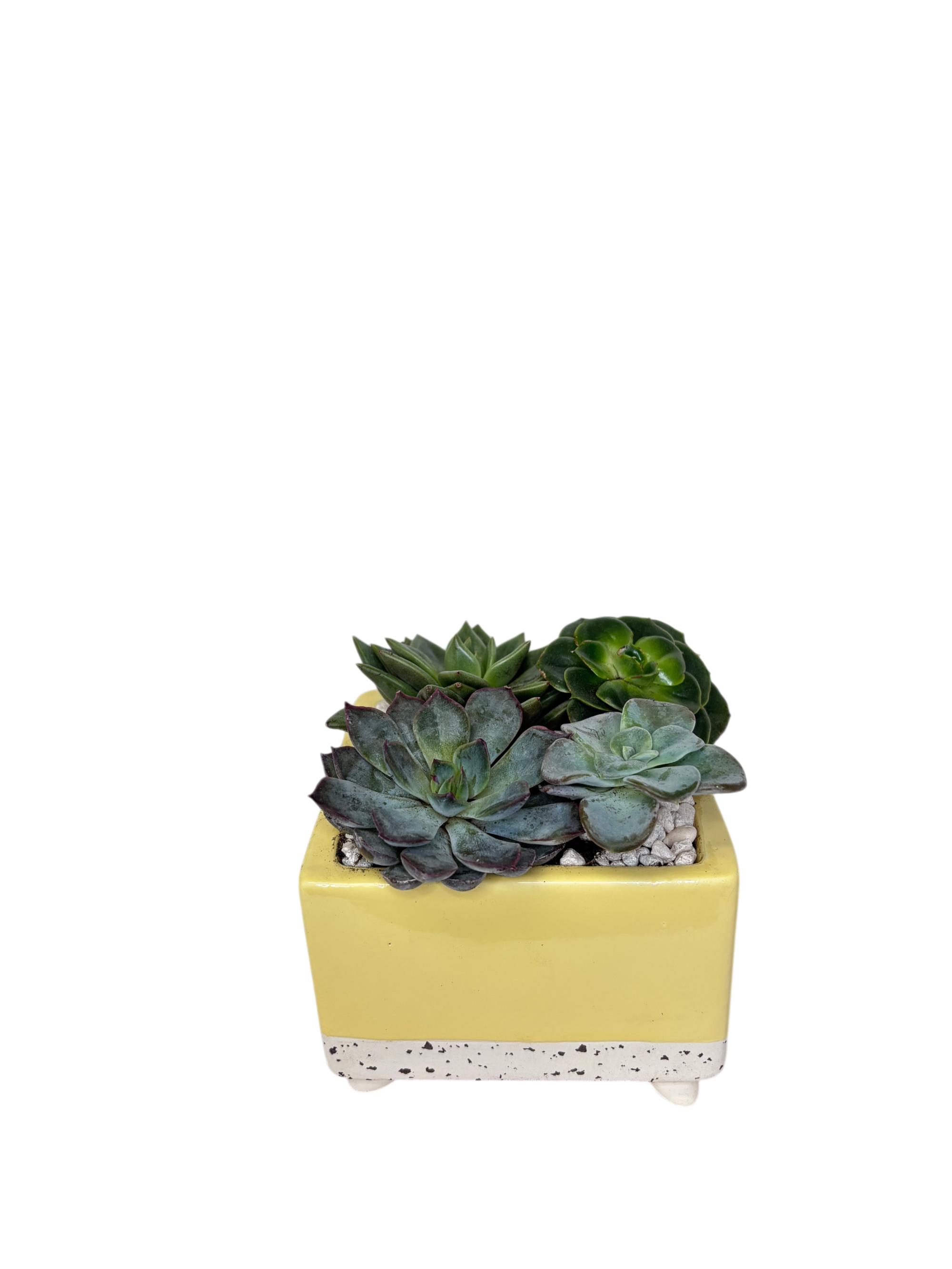 Petite Succulent in Butter Yellow As Shown