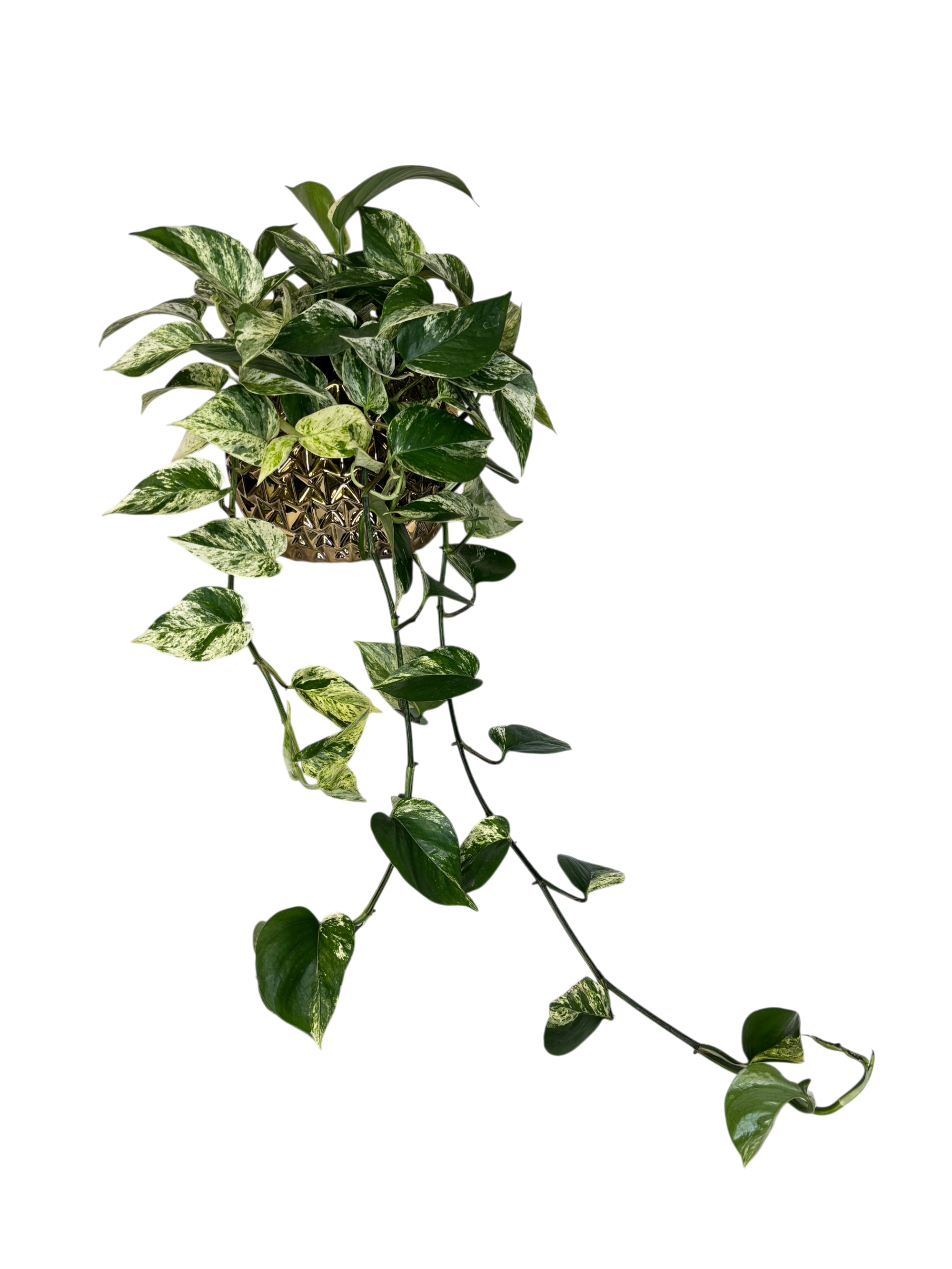 Golden Queen Pothos in Gold As Shown