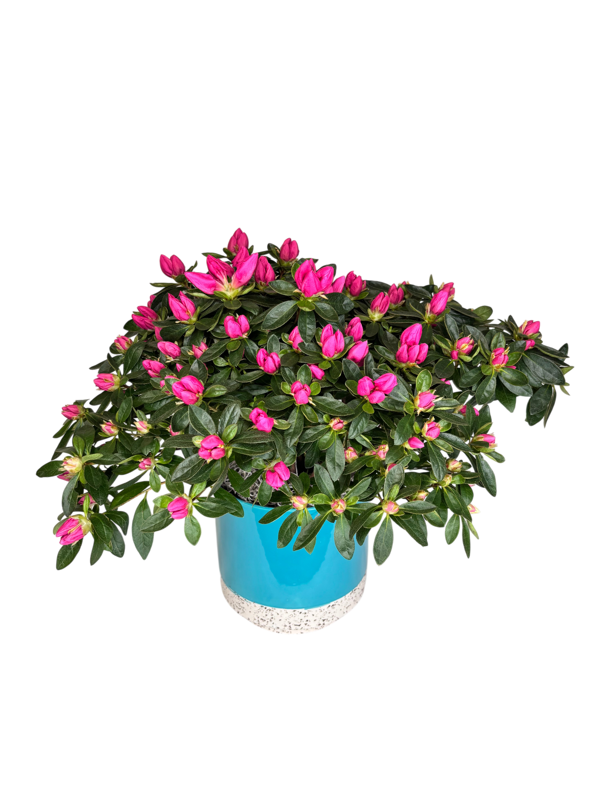 Azalea in Blue As Shown