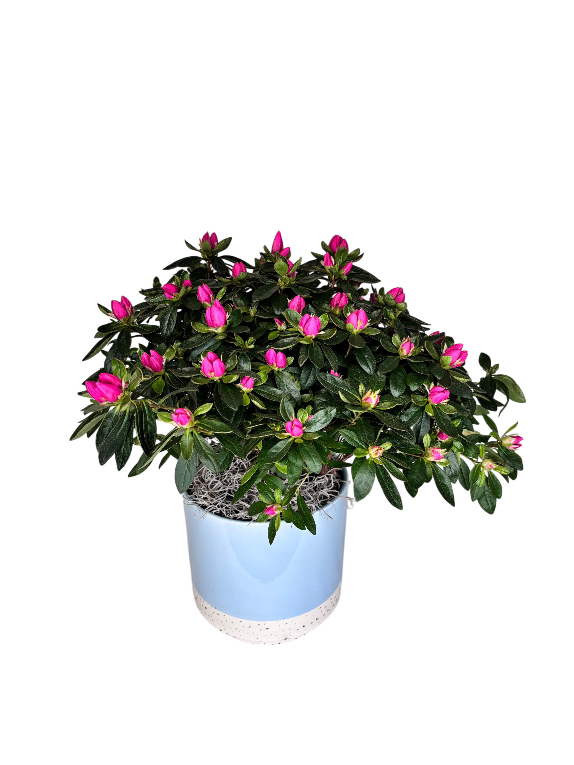 Azalea in Baby Blue As Shown