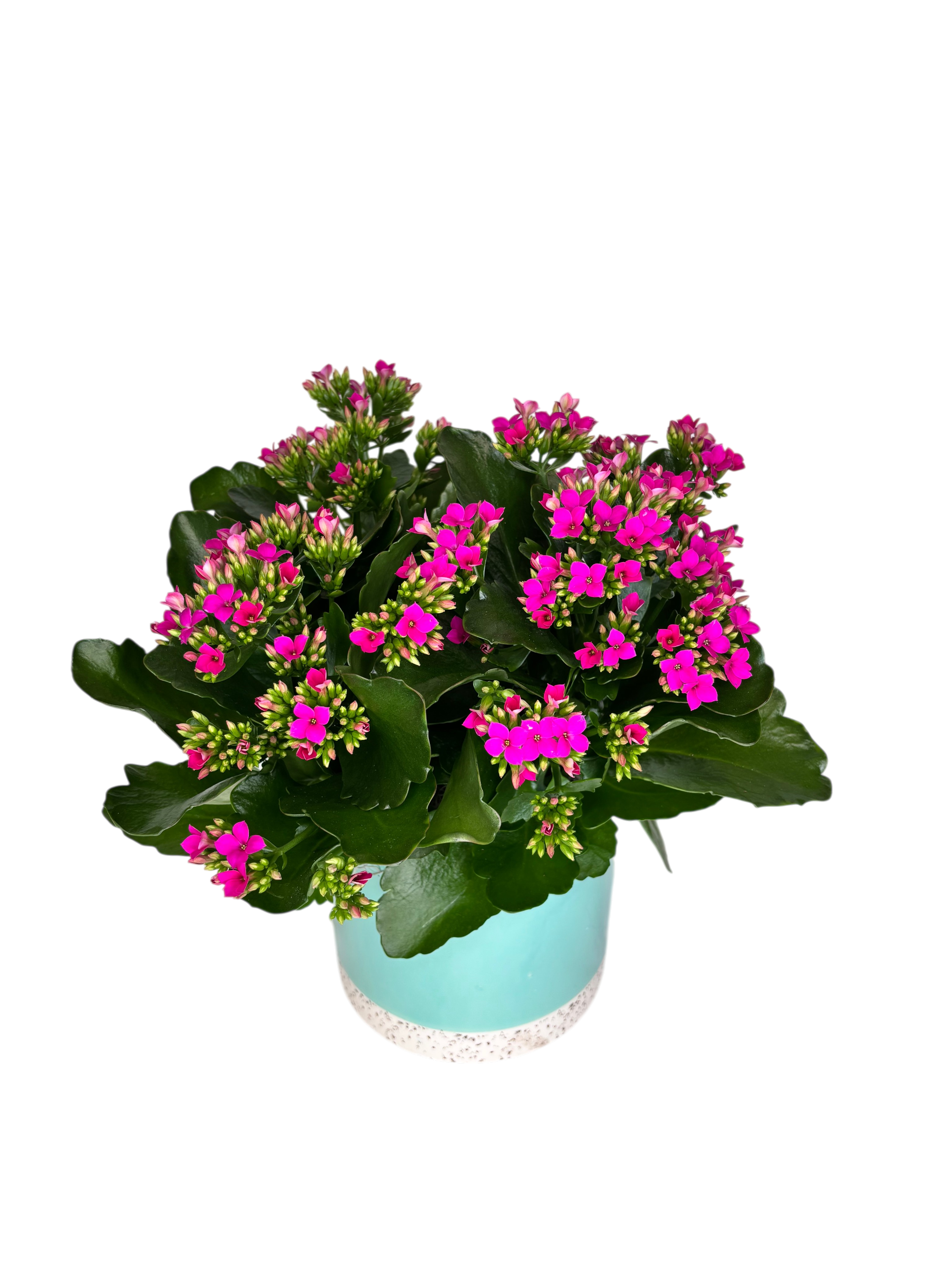 Fuchsia Kalanchoe in Blue Green As Shown