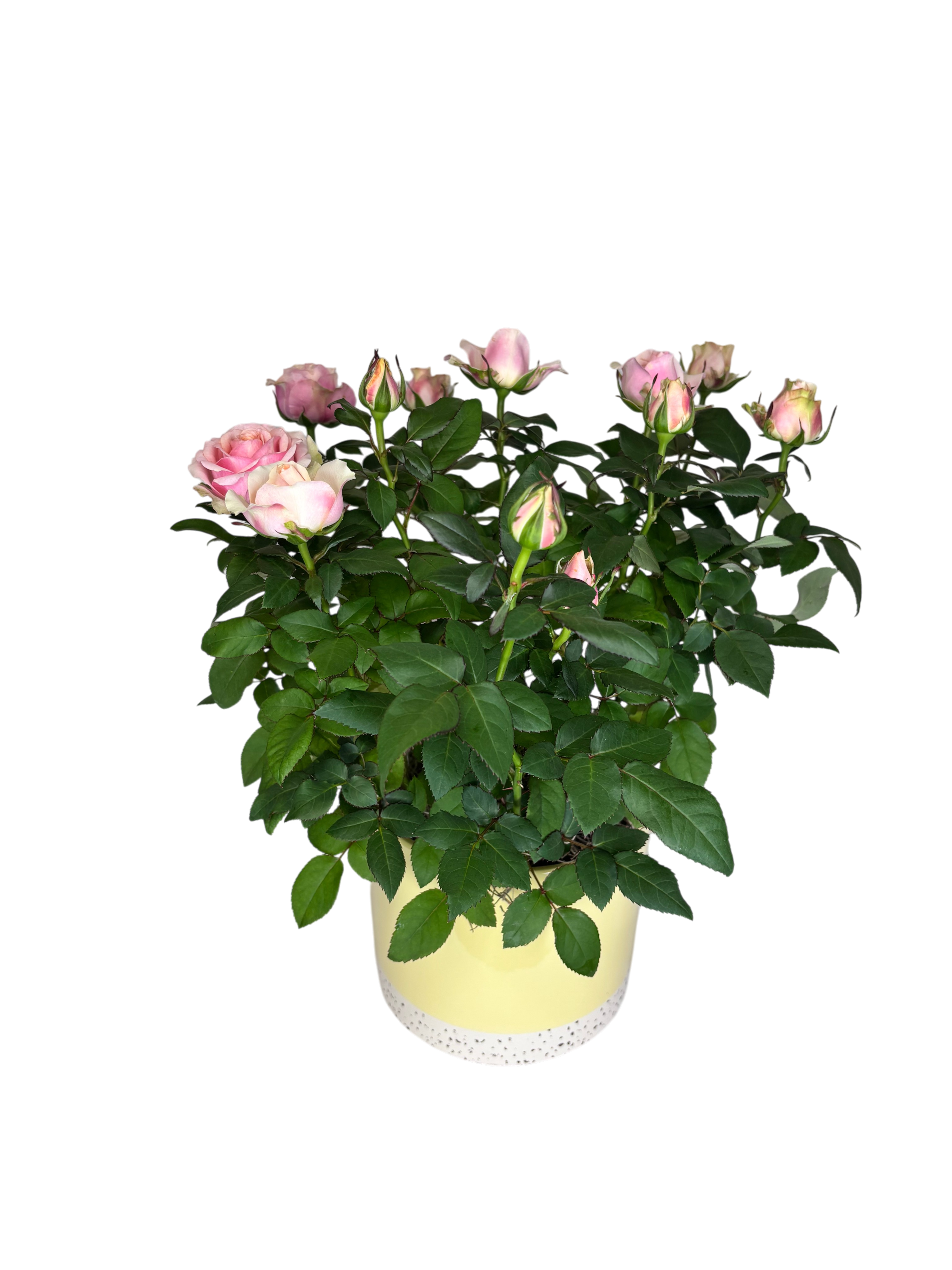 Light Pink Rose in Butter Yellow As Shown