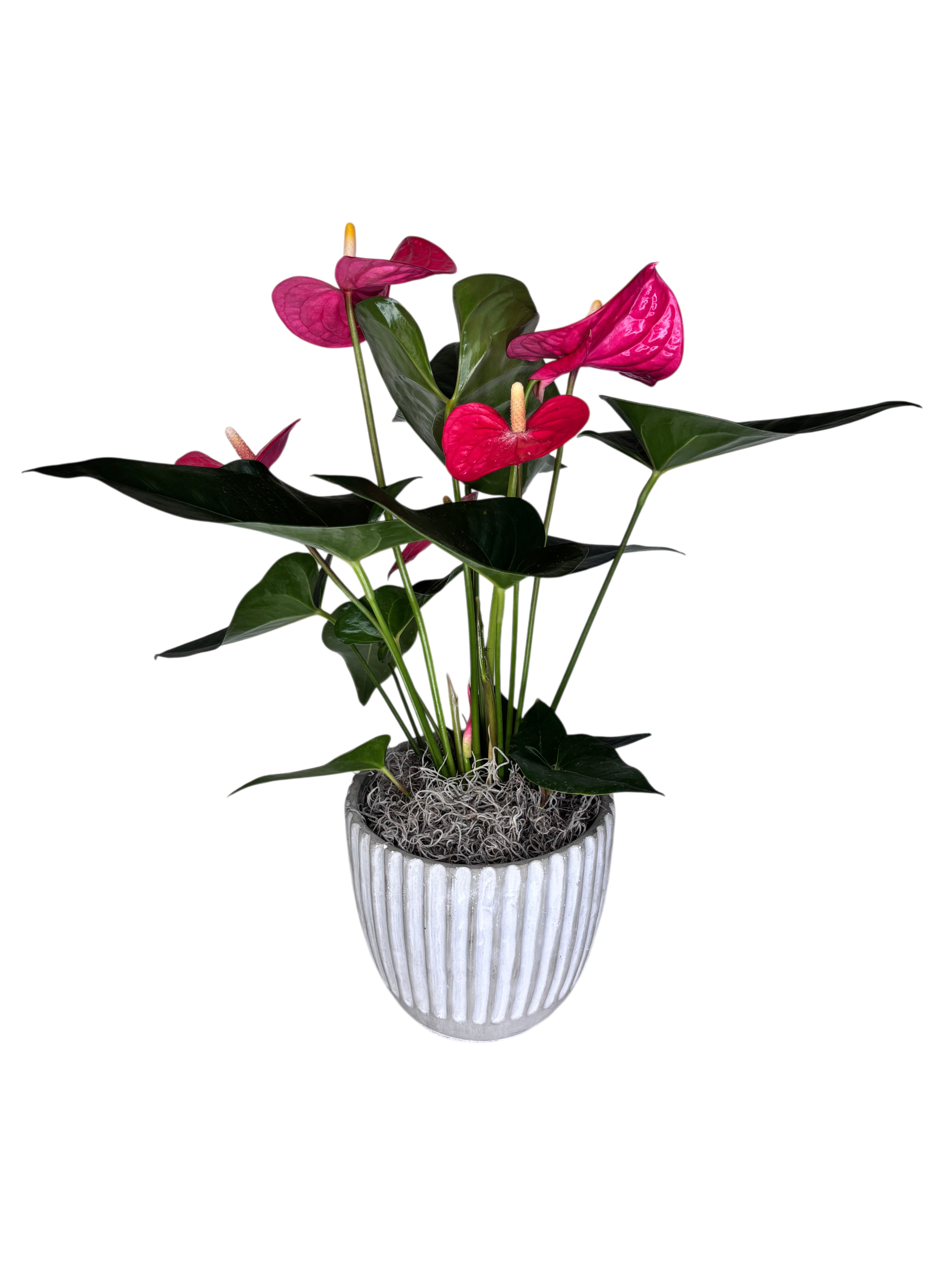 Red Anthurium in Grey As Shown