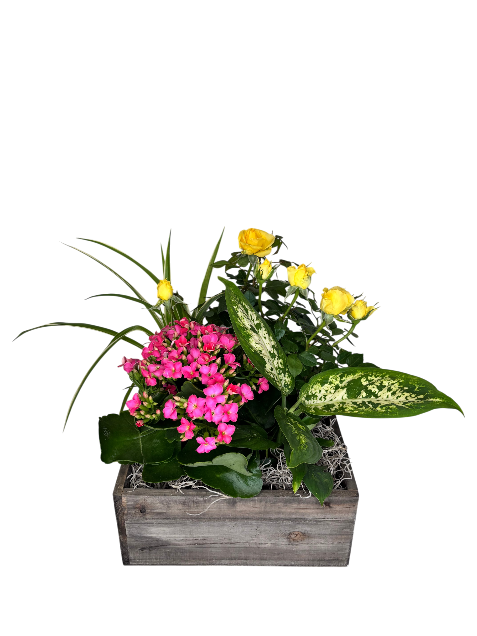 4 Square - Billie As Shown