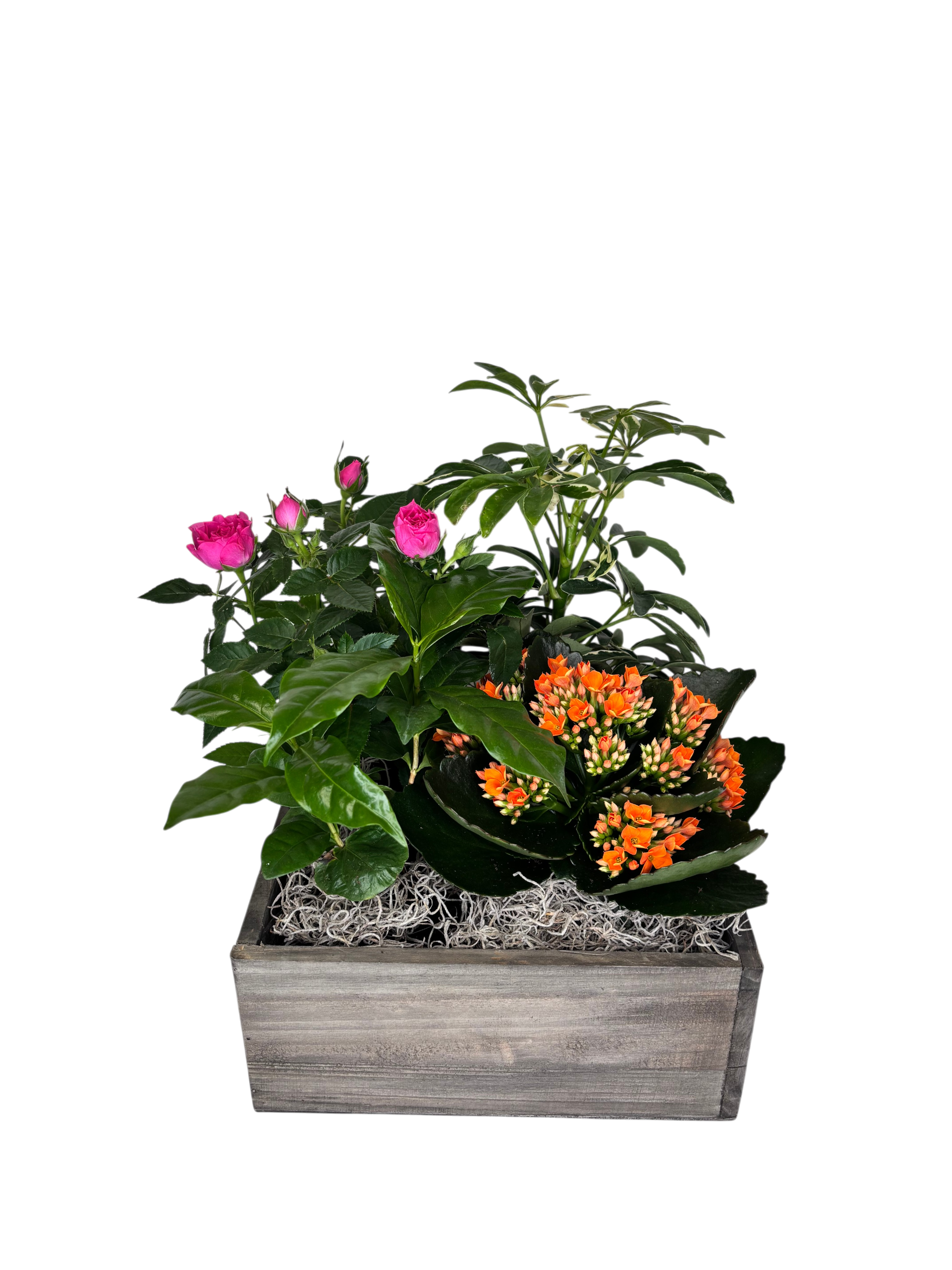 4 Square - Jean As Shown