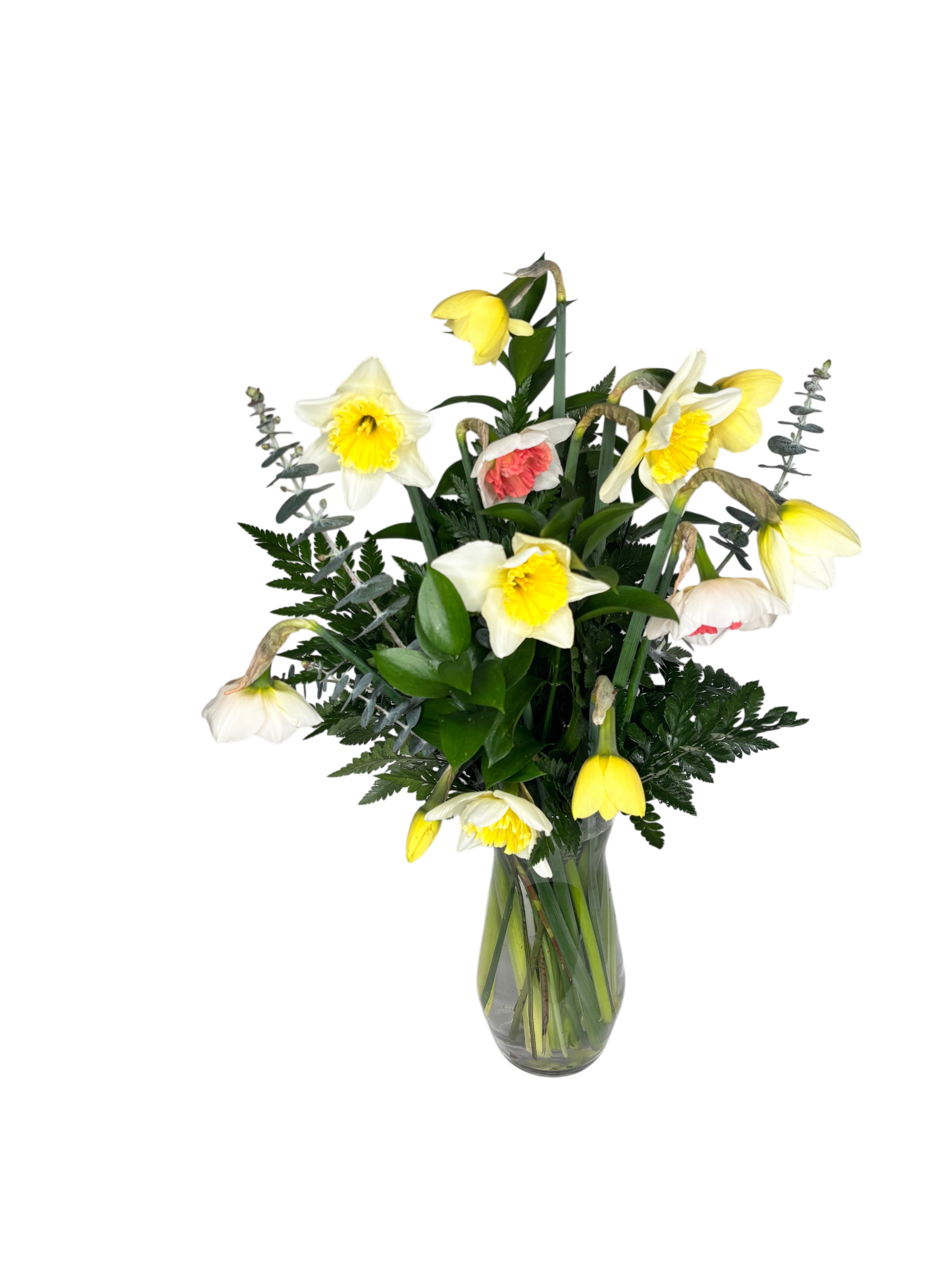 Daffodil Fields As Shown