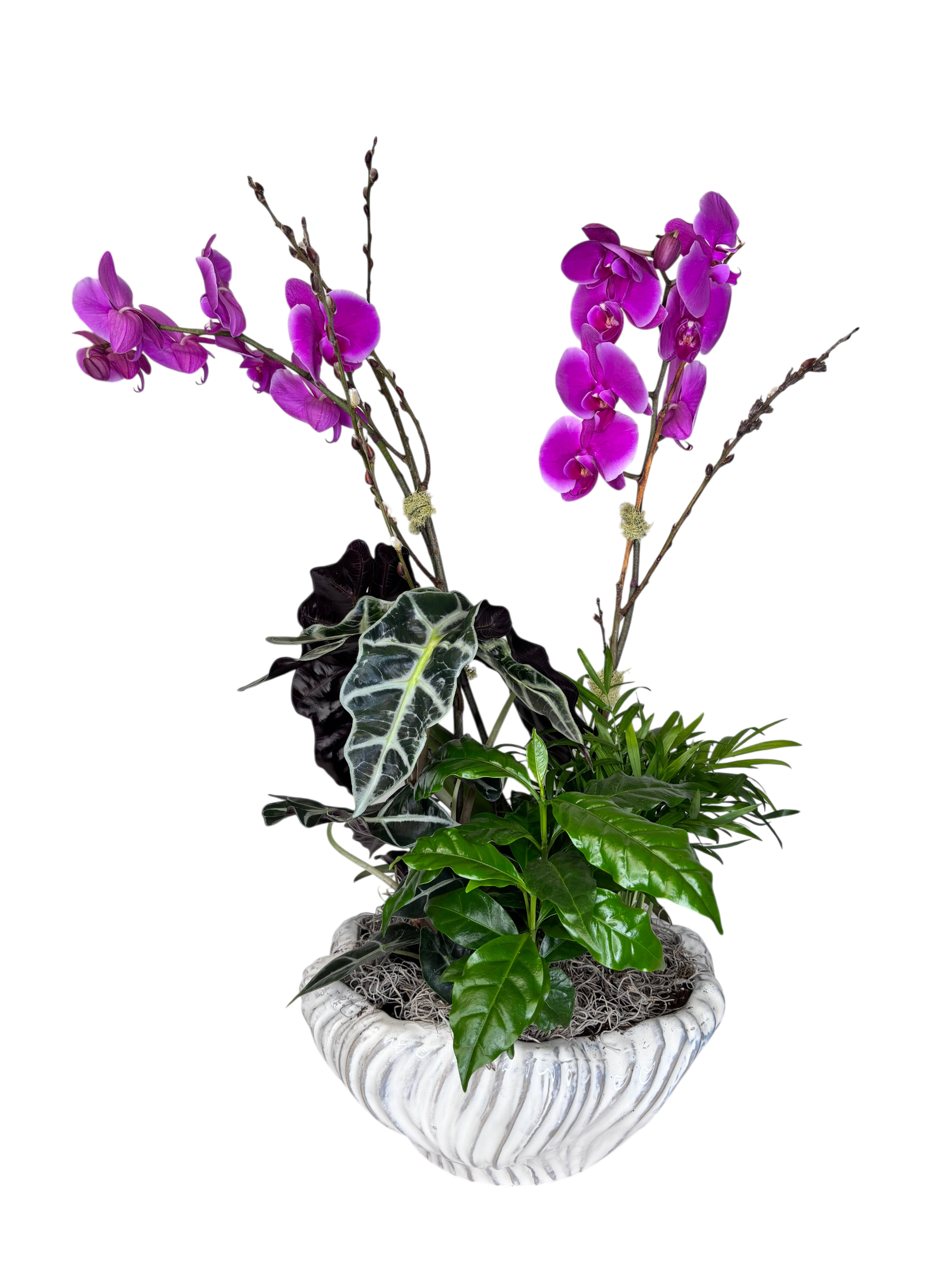 Black Label: Elegant Orchid Planter As Shown