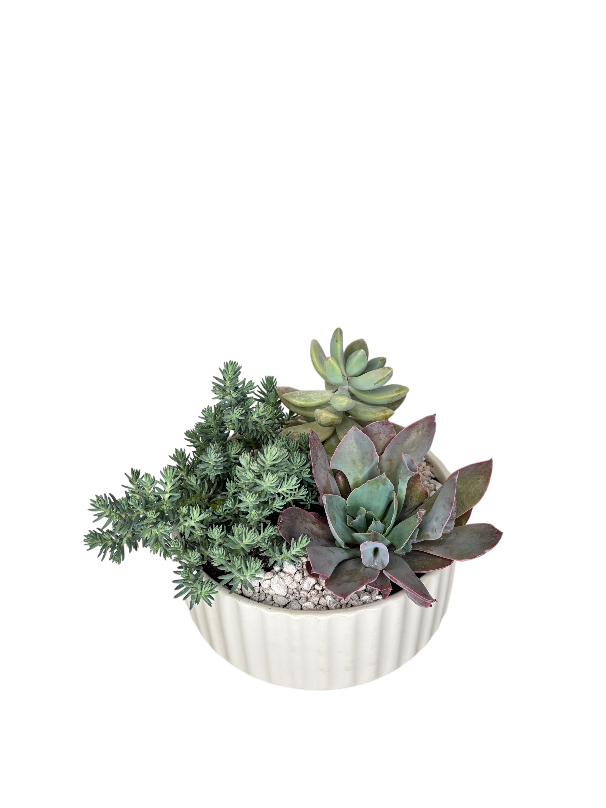 Succulent Garden As Shown