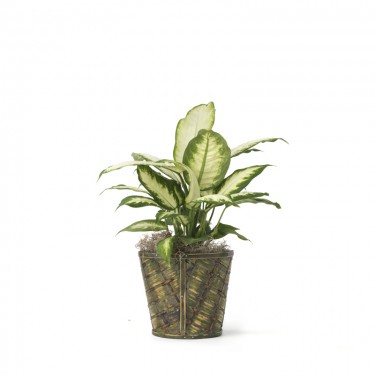 Dieffenbachia Plant In A Basket As Shown