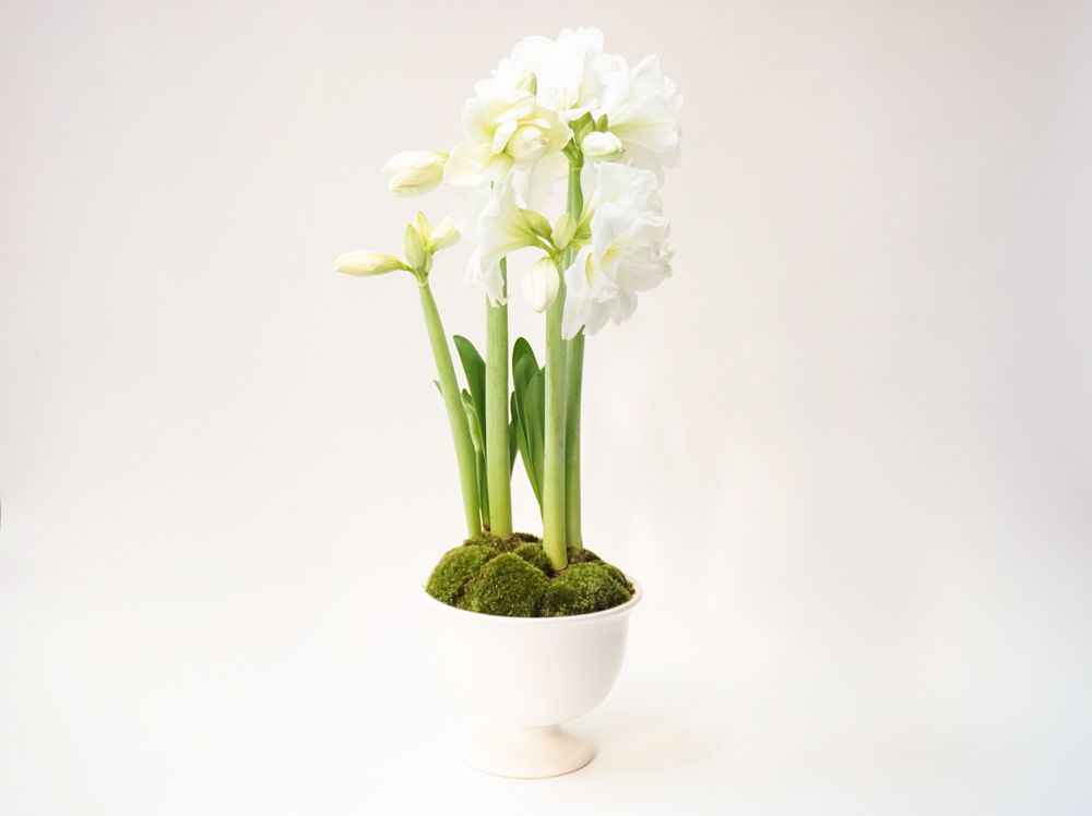 Top NYC Florist Élan Flowers NYC Luxurious Designs