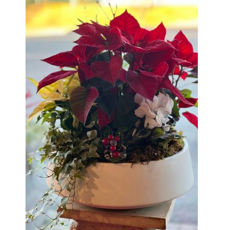 Colony Florist & Gifts Franklin Lakes - Assorted plants and Poinsettia planted with seasonal trim