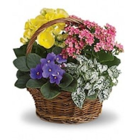 My Lady's Florist Westland - Sing a song of spring by sending this gorgeous basket full of spring's prettiest plants. Send someone special this sweet mix of bright colors and terrific textures.