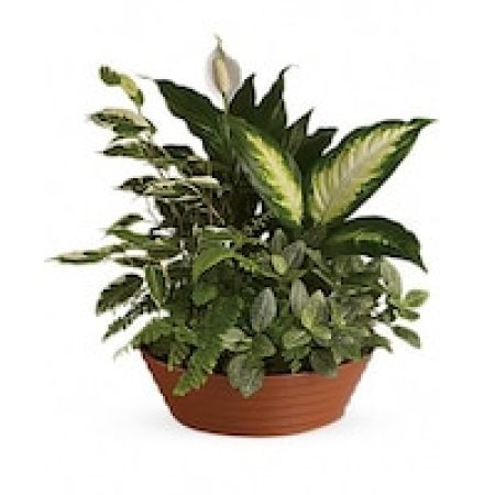 My Lady's Florist Westland - White is just right, especially when delivered in a field of green. This beautiful gift is a garden of delights. Perfectly at home inside a home or office, it's a great gift for all reasons and seasons.
