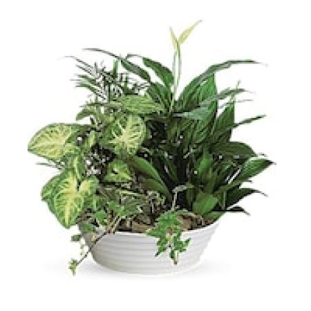 My Lady's Florist Westland - This low bowl filled with living plants will also carry comfort and compassion for many months to come. Perfect to send to the home or service.