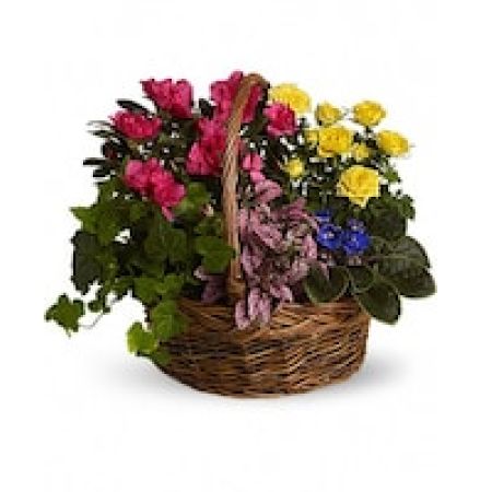 My Lady's Florist Westland - A sweet, bright flurry of colorful fresh plants celebrates vivid memories and expresses heartfelt feelings to friends and loved ones.