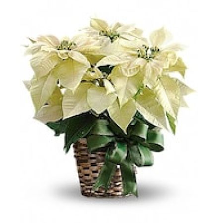 My Lady's Florist Westland - A brilliant departure from tradition, this white poinsettia is a winter wonderland of elegance. If you want to send a gift that will really stand out, this is a dazzling choice!