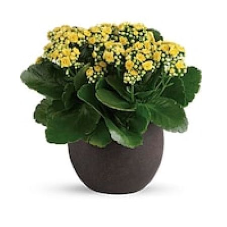 My Lady's Florist Westland - With their petite yellow blooms and large, shiny leaves, these glorious kalanchoe plants add a ray of sunshine to any room!\n