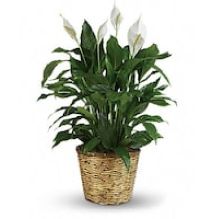 My Lady's Florist Westland - When you want to make a big impression, sending a beautiful spathiphyllum that reaches almost 40\