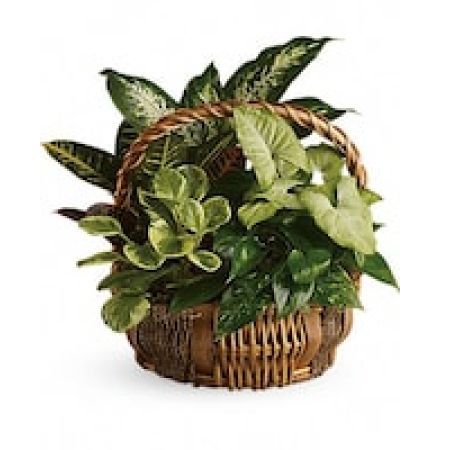 My Lady's Florist Westland - You don't have to follow the yellow brick road to find this emerald jewel. All kinds of gorgeous greens fill this basket that makes a perfect gift for men or women. Celebration or sympathy. Birthday or any day. So beautiful and bountiful it will deliver any message eloquently.