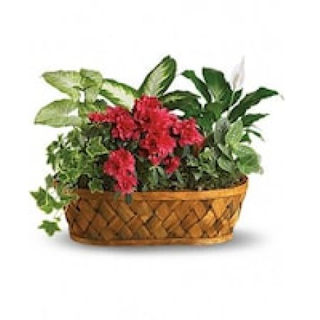 My Lady's Florist Westland - You don't need a green thumb to love plants galore! Plants, plants and more plants are delivered in a handsome woodchip basket.