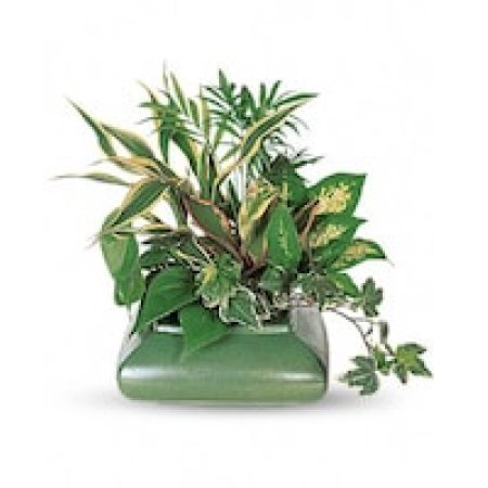 My Lady's Florist Westland - A lovely array of cheerful plants is just the right size for a mid-size desk or table. It's also just the right choice for that special someone.